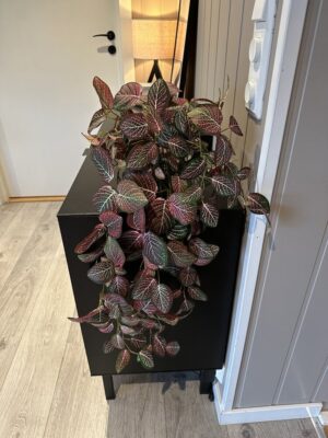 Fittonia 70cm Kunstig hengeplante