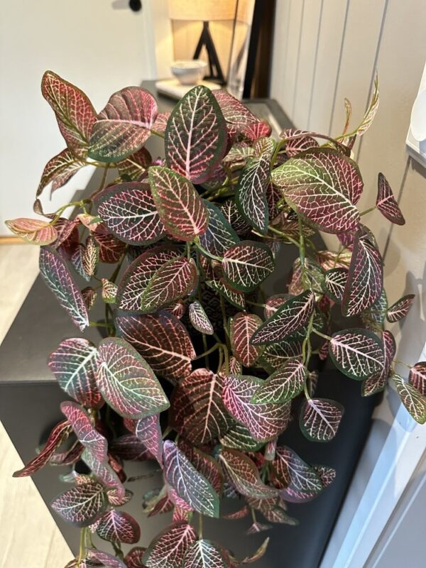 Fittonia 70cm Kunstig hengeplante - Bilde 3