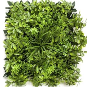 Schefflera 50x50cm Plantevegg